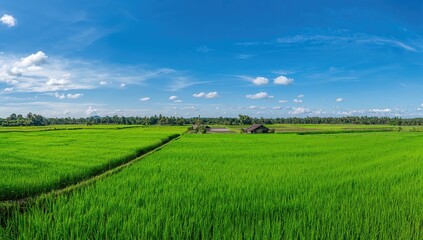 Naklejka premium The rice paddies are ripe and ready for harvesting beneath a clear blue sky. Farming and agricultural theme.