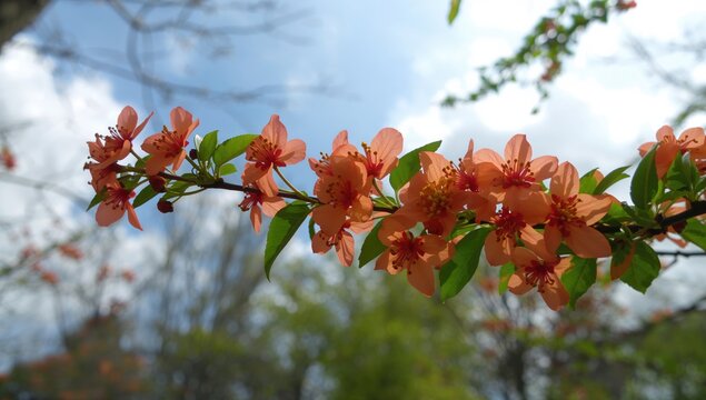 Branch adorned with vibrant orange blossoms against a natural backdrop