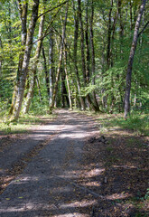 A path network in the natural environment of a forest area in nature