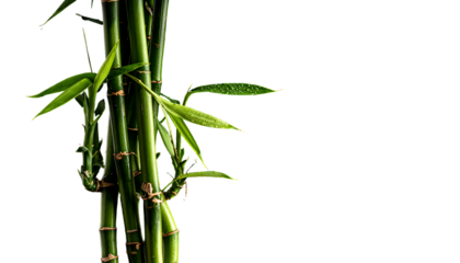 Lush green bamboo stalks with small leaves against stark black backdrop