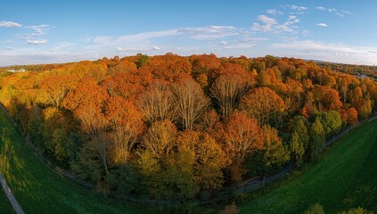 Obraz premium Vibrant autumn trees in a sunlit park landscape