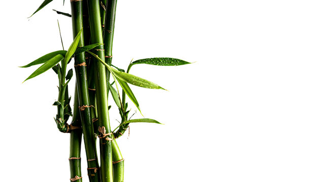 Lush green bamboo stalks with small leaves against stark black backdrop