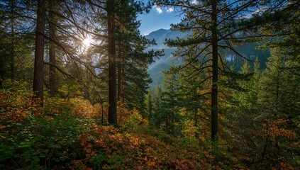 Fototapeta premium Pristine conifer woodland on a mountain with sunrise filtering through branches in summer