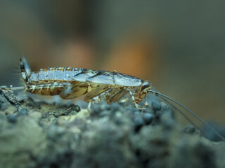 Cockroach nymph on the dried ground from side view