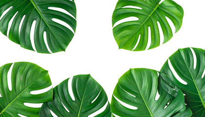 Lush, green Monstera leaves on stark black, forming a frame-like structure at the top and bottom of the image