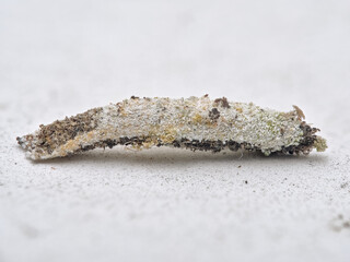 Bagworm on the house walls