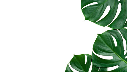 Lush green Monstera leaves with characteristic holes set against a stark, contrasting black background