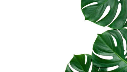 Lush green Monstera leaves with characteristic holes set against a stark, contrasting black background