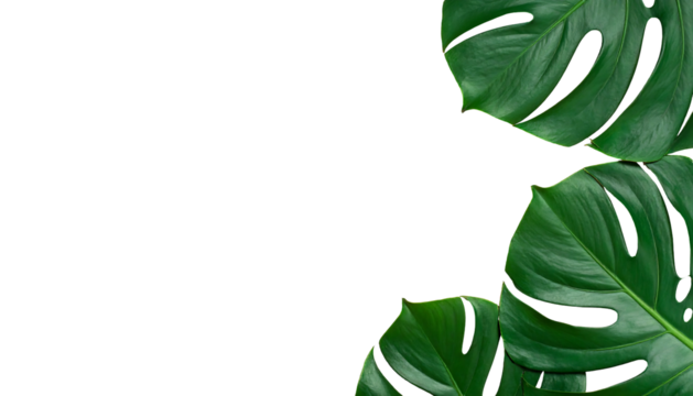 Lush green Monstera leaves with characteristic holes set against a stark, contrasting black background