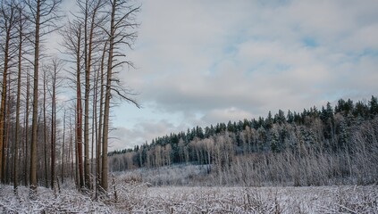Trees within the woodland