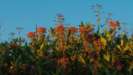 Vibrant Foliage During the Warm Season