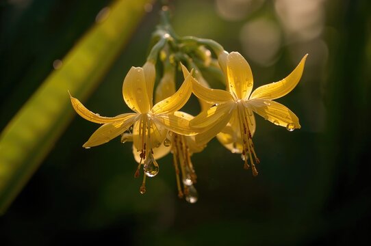 Raindrops sparkling on fresh Cananga odorata blossoms at dawn