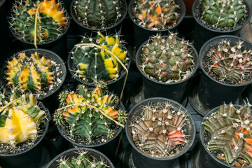 Top view of various colorful grafted cacti in black plastic pots arranged in rows. Themes include biodiversity, horticulture, urban gardening, and rare plant cultivation
