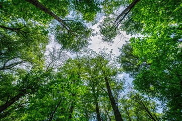Fototapeta premium Canopy of the Woodland Trees
