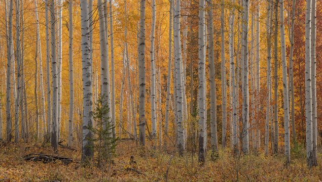 Dense aspen woodland featuring towering trunks set against a backdrop of vibrant foliage