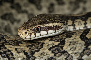 Fototapeta premium The solitary poisonous serpent inhabiting the area features unique zig-zag patterns along its back and an upside-down V shape on its head, with eyes sporting vertical red irises.