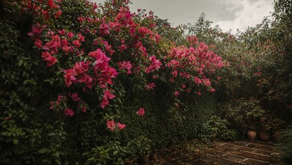 Vibrant Pink Bougainvillea Amidst the Rain