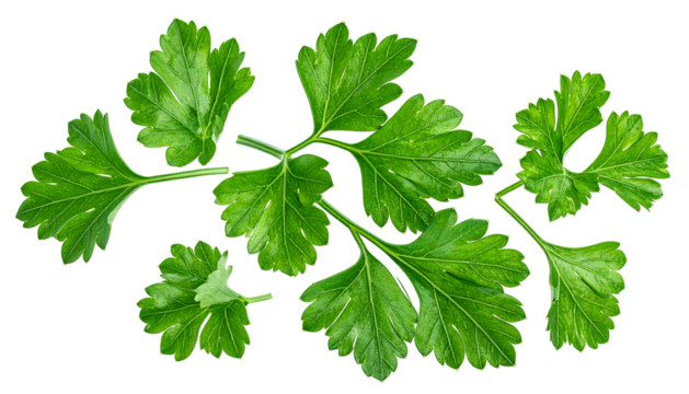 Lush, vibrant green parsley sprigs isolated on a black background, showcasing their texture and detail