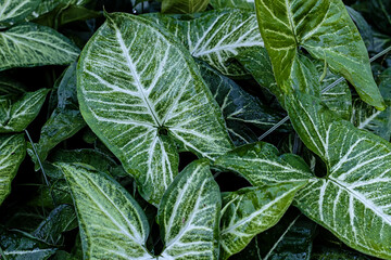 Tropical foliage with bold white veins on lush green leaves, showcasing nature’s intricate patterns and vibrant contrast.