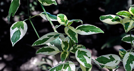 Close-up of variegated leaves with green and white patterns. Natural foliage texture ideal for botanical, gardening, and eco-themed visuals.