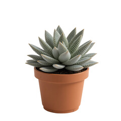 Haworthia Reinwardtii Succulent Plant In Terracotta Pot With Textured Leaves Isolated Against A Transparent Background