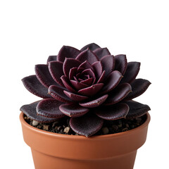 Dark Purple Succulent Plant With A Rosette Shape In A Terracotta Pot Against A Transparent Background