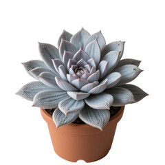 Echeveria succulent in a terracotta pot with silvery blue leaves isolated against a black backdrop transparent