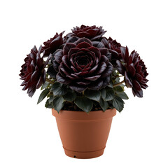 Dark Burgundy Succulent Plant In A Terracotta Pot On A Transparent Background Close Up View Of A Decorative Succulent Rosette