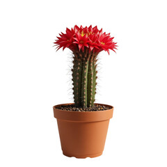 Green Cactus With Multiple Vibrant Red Flowers In A Terracotta Pot Against A Transparent Background Transparent Background