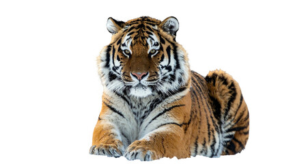 Majestic tiger, orange stripes, lies relaxed, frontal portrait with black background isolation