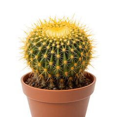Green Barrel Cactus With Golden Spines In A Brown Pot Against A Transparent Background Transparent Background