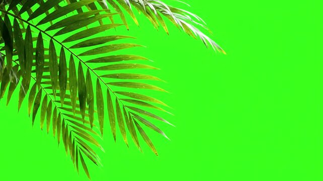 Tropical Overlay Element with palm tree branches on green screen distortion, overlay, glitch, static noise, scan lines black background, 4k animated video loop