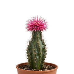 Green Cactus With Pink Flower In Brown Pot Against A Solid Transparent Background The Cactus Has White Thorns And Is In Bloom