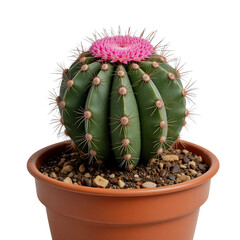 Green Cactus With Sharp Spines And A Vibrant Pink Flower Potted In A Terracotta Pot Against A Solid Transparent Background