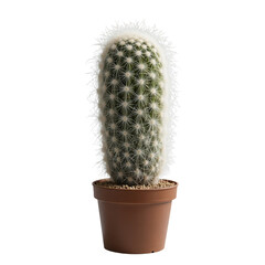 Fluffy Cactus With Dense White Hair In A Brown Pot Against A Transparent Background Transparent Background