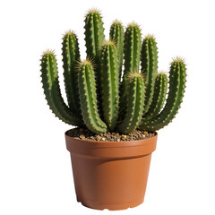 Green Cactus With White Spines Growing In A Brown Ceramic Pot Isolated On A Transparent Background