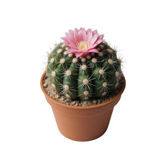Round Green Cactus With White Spines And A Pink Flower In A Brown Pot Isolated Against A Transparent Background Transparent