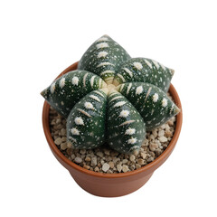 Dark green star shaped cactus with white spots and spines sits in a terracotta pot filled with pebbles isolated on black