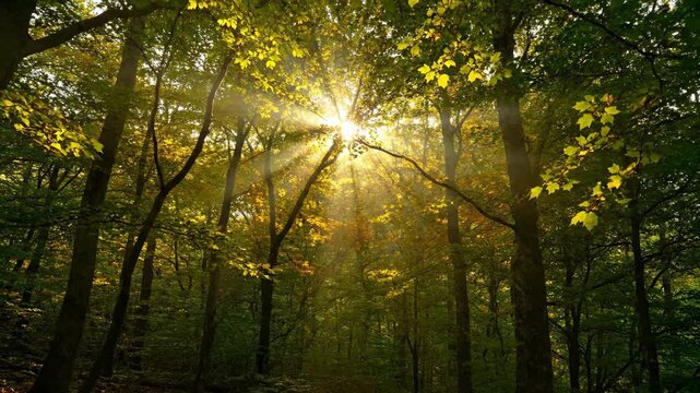 Captivating sunbeams slowly shift through a dense forest canopy in a peaceful timelapse time, dappled, leaves