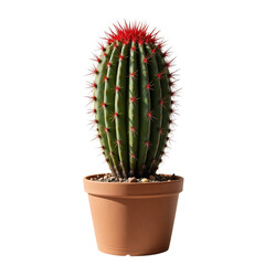 Barrel Cactus In A Terracotta Pot Showcasing Green Ribbed Body And Vibrant Red Spines Against A Stark Transparent Background