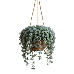Hanging Succulent Plant With Pale Blue Leaves In A Brown Pot Suspended By Twine On A Transparent Background Transparent