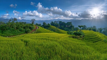 Obraz premium Bird's-eye perspective of rice paddies and terraces in a rural valley village