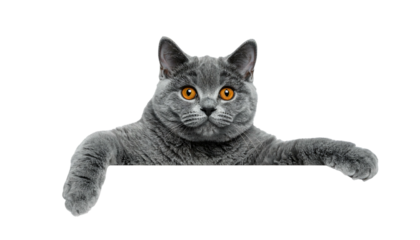 Gray cat with bright eyes rests its paws, looking curious against a black background