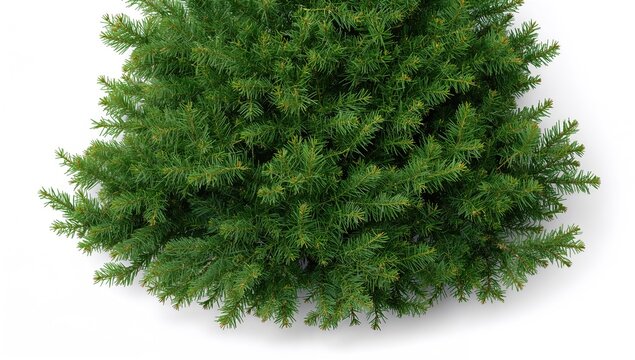 Close-up of a single green fir tree against a white background