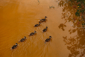 Fototapeta premium GALAPAGOS, ECUADOR, WILDLIFE - Group of ducks swimming in a pond. The water is brown and murky. The ducks are small and appear to be following each other