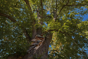Giant old linden tree in the monastery in Zlata Koruna, Cesky Krumlov district,Czech republic,Europe
