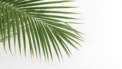 Green palm foliage placed at the edge against a white background.