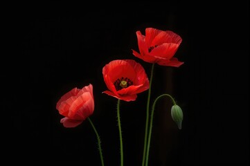 Fototapeta premium Scarlet Poppies Set Against a Dark Backdrop, Abstract Floral Design, Summer Vibes, Isolated Nature Scene, Springtime Landscape