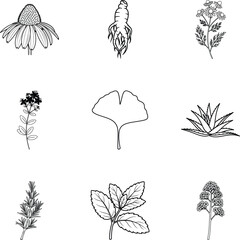 Vector art of collection of medicinal herbs