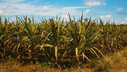 Tropical region cultivation of sugar cane